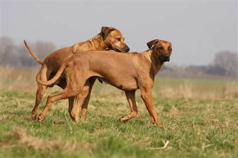 cani che scopano le donne|Guida completa all’accoppiamento e alla monta del cane.